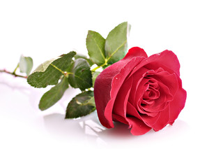 Rose partnervermittlung